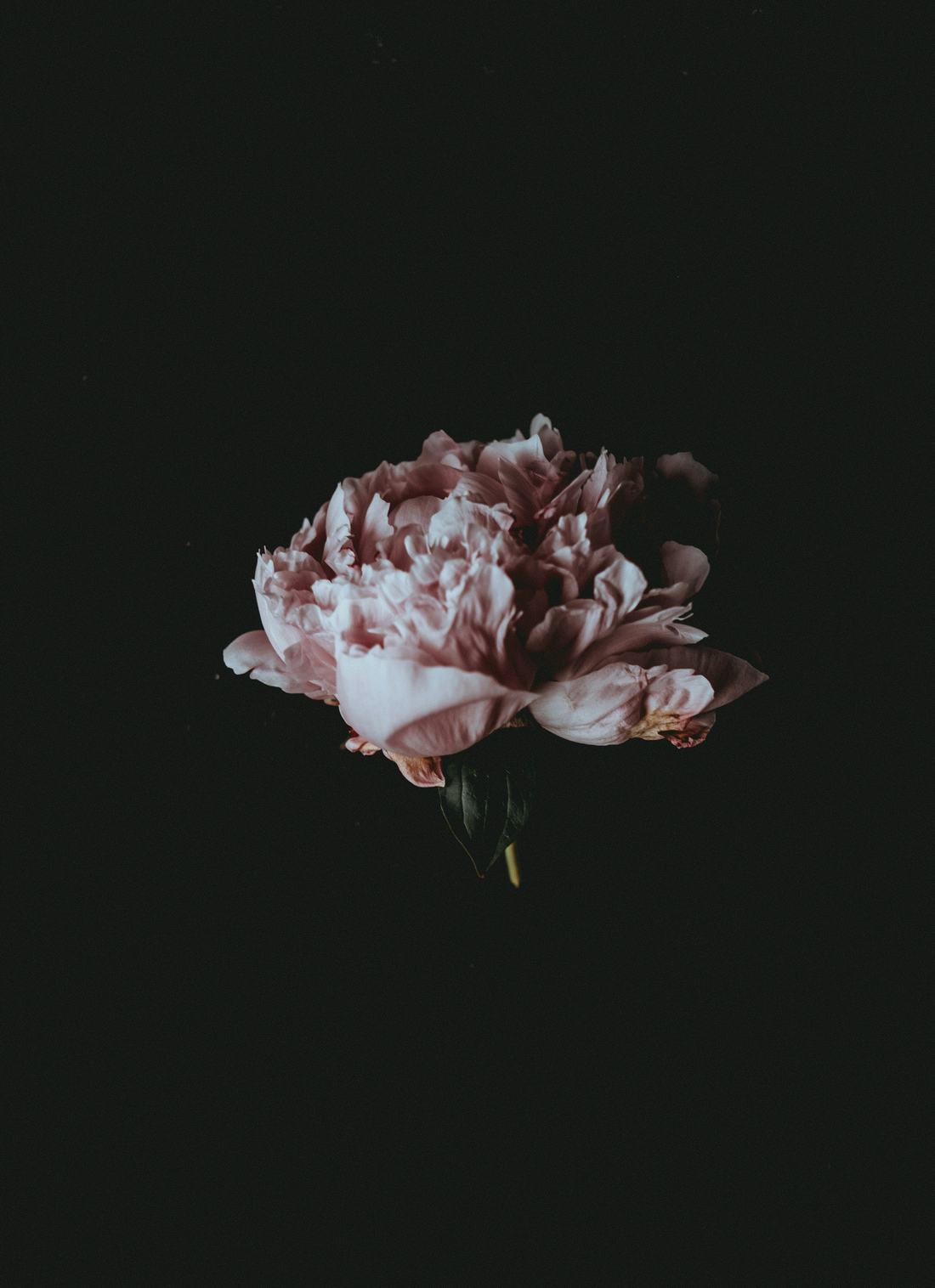Pink flowers seen through rain-streaked glass
